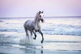 Check spelling or type a new query. Horse Running On Beach Photograph By Lisa Van Dyke