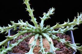 Image result for Euphorbia dawei