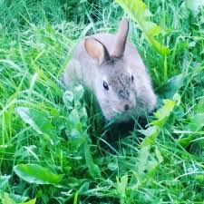 You can use a special ph neutral soap for rabbits, or baby shampoo (this will help reduce the redness or irritation in the rabbits' eyes if any soap gets in. Bath Baby Bunny Via Instagram Ift Tt 2t6nrpo Js237 Flickr
