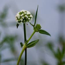 Image result for Spermacoce congensis