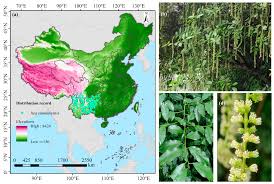 Image result for Itea rhamnoides