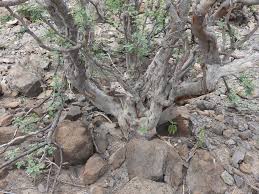 Image result for Cassinopsis