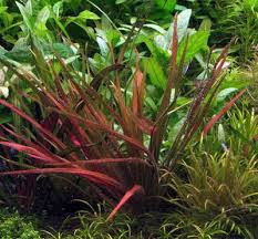 Image result for Blyxa aubertii
