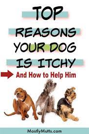 How it works · fast · effective · ask your veterinarian Help Your Itchy Dog To Stop The Scratching Biting Paws And Digging At His Ears Itchy Dog Itchy Dog Skin Dog Itching Remedies