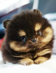 We did not find results for: Oregon Teddy Bear Puppies Dogs