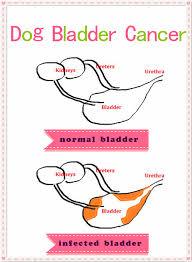 During stages 2 and 3, the cancer has grown and is invading much of the bladder. Dog Bladder Cancer Youlong Poodle Breeding Center