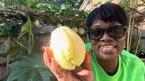 This is very unusual and rare white Chayote #chayote