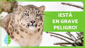 En otros países, como mongolia, vive en cotas mucho más bajas. Leopardo De Las Nieves En Peligro De Extincion Causas Y Como Ayudarlo Youtube