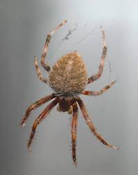 Image result for Neoschumannia