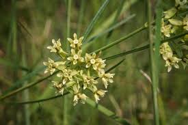 Image result for Asclepias schumanniana