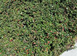 Image result for Cotoneaster