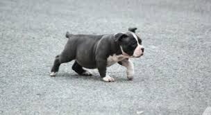 Visit our page to find american pitbull puppies for sale. Extreme Pocket Bully For Sale Pitbull Puppies
