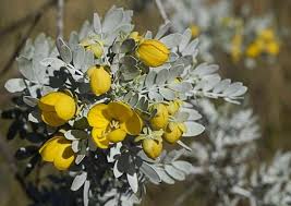 Image result for Senna italica