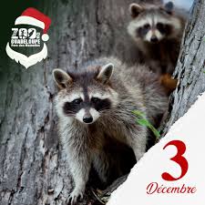It is known from specimens collected by early european explorers. Zoo De Guadeloupe Fotos Facebook