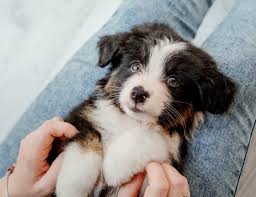 Schedule your puppy or kitten's first examination today and receive 15% off your first exam. Welcome To Crossroads Veterinary Hospital Gilbert Veterinarians