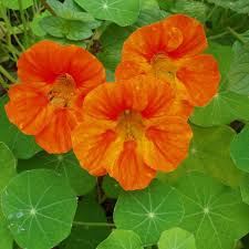 Mexican hat direct sow : Garden Seeds That Are Easy To Handle Horticulture