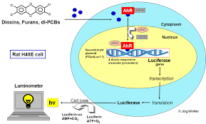 Polychlorierte dibenzodioxine und dibenzofurane (kurz pcdd/pcdf ; Molecular Principle Of Action Of The Dioxin Bioassay Ahr Aryl Download Scientific Diagram