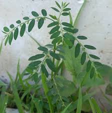 Image result for Phyllanthus nyikae
