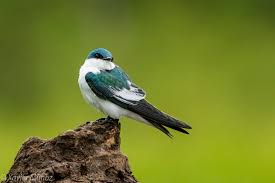 Image result for Nidorella welwitschii