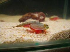 14 Best Grow A Pet And Triops Images Sea Monkeys Living