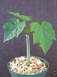 Image result for Jatropha scaposa