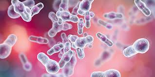 Dormant cells are highly resistant to heat, desiccation, and toxic chemicals Clostridium Difficile Assoziierte Diarrho Cdad Meduplus
