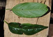 Image result for Rhamnus prinoides