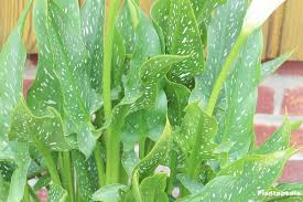Better still, dig up the rhizomes of the plant. Calla Lily Plant Zantedeschia Flower How To Grow Care Indoors Outdoors Plantopedia