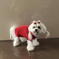 The jack russell terrier is a small terrier that has its origins in fox hunting in england. Op Body Hunde Body Extra Fur Weibchen Red Dots