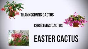 In fact, scientists have discovered more than 2,000 species of cacti. The Difference Between Thanksgiving Cactus Christmas Cactus Easter Cactus Youtube