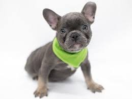 Petland wichita puppies & small animals. Dogs Puppies For Sale In Wichita Kansas Petland Wichita Pet Store Puppies For Sale Puppies Cute Baby Animals
