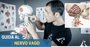 Nervo Vago La Chiave Per Migliorare Molti Sintomi E Disturbi L Altra Riabilitazione