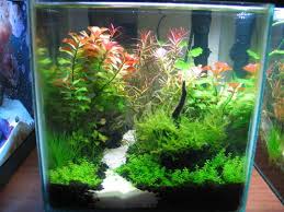 Low Tech Tank Show And Tell Low Tech Can Be Lush Too Page 10 Fish Tank Plants Planted Aquarium Fish Tank Decorations