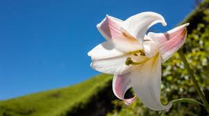 Image result for Crinum harmsii