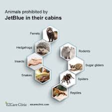 Emotional support animals help people with emotional, psychiatric. A Complete Guide To Jetblue Pet Policy Ezcare Clinic