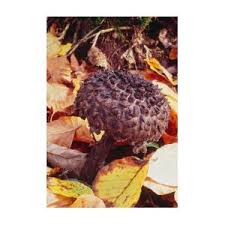 Image result for Strobilomyces strobilaceus