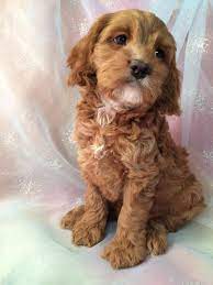 There are only so many pups like this to go around however. Cockapoo Puppies For Sale Cockapoo Breeder In Iowa