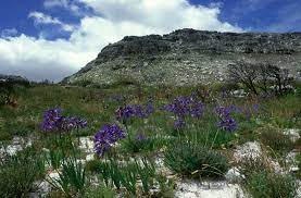 Agapanthus Africanus Cape Agapanthus