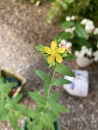 弟切草（オトギリソウ）の花が咲きました。 - 生涯学習コミュニティ塾 鎌倉小町庵