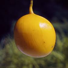 Image result for Cordyla