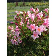 Vigorous, bushy, upright, handsomely shaped shrub with… Proven Winners 4 5 In Quart Sonic Bloom Pure Pink Weigela Live Shrub With Pink Flowers Weiprc1107800 The Home Depot