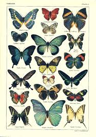 Für kinder ab 5 jahren. Vintage Butterflies Schmetterling Illustration Schmetterlingskunst Botanische Zeichnungen