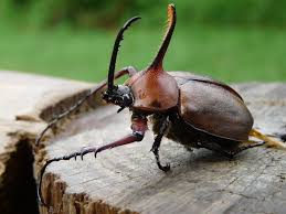 Resultado de imagen de escarabajo
