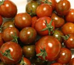 On commence les semis en mars pour un repiquage en pleine terre à partir de la mi mai lorsque les dernières gelées sont passées. Safari Tomaten Samen