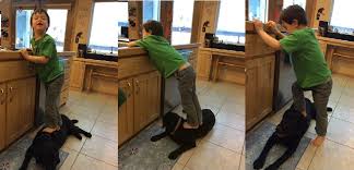 Résultat de recherche d'images pour "sarah palin child stands on dog"