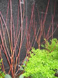 The classic flowering dogwood (cornus florida), hardy in united states department of agriculture (usda. Red Twig Dogwood Hgtv