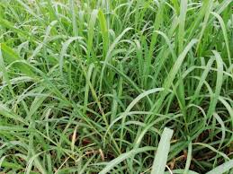 Image result for Echinochloa stagnina