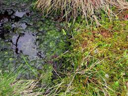 Image result for chilean sphagnum moss