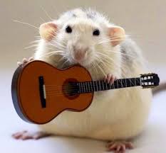 10 Guitar Playing Animals Cute Rats Funny Rats Pet Rats