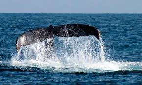 Essas baleias podem atingir 67 pés de comprimento e pesar mais de 63 toneladas. Pescador Fica Milionario Apos Encontrar Vomito De Baleia No Oceano